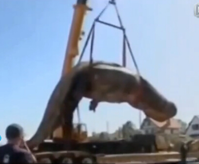 巨力吊裝帶 吊鯨魚(yú)